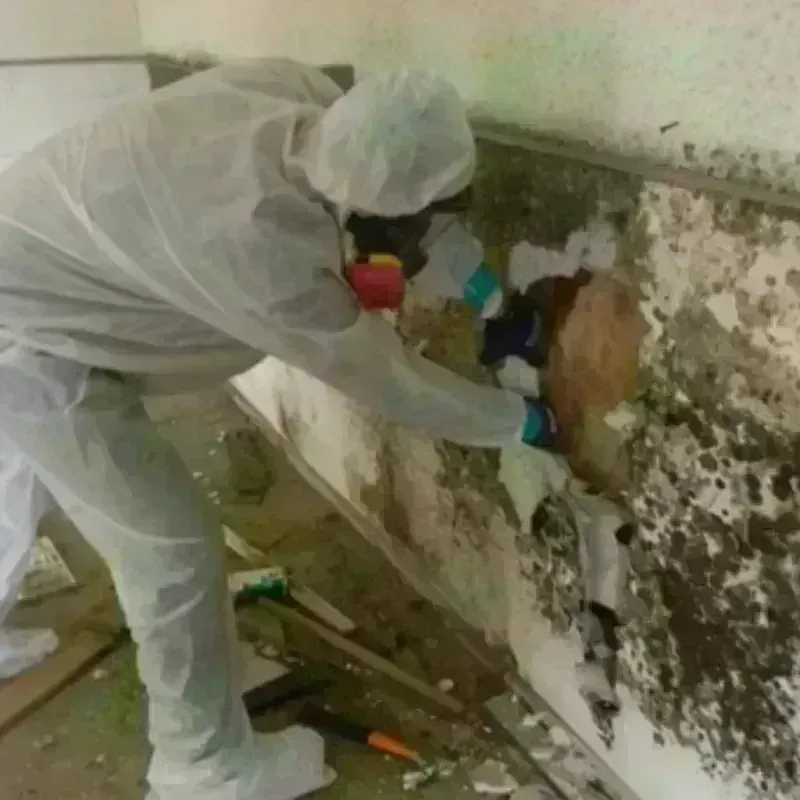 Mold Remediation and Removal in Union, NJ